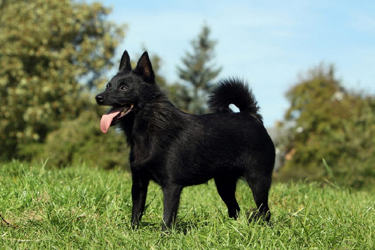 Schipperke cane