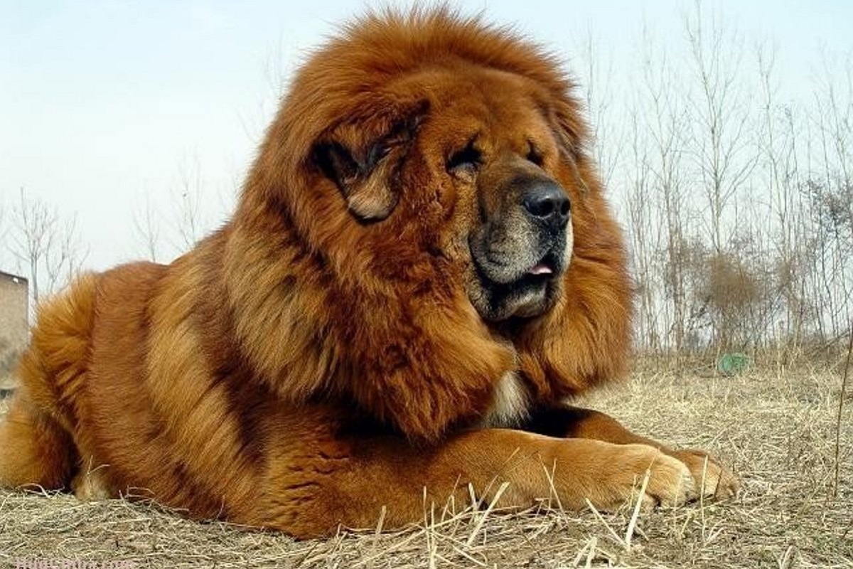 Tibetan Mastiff cane