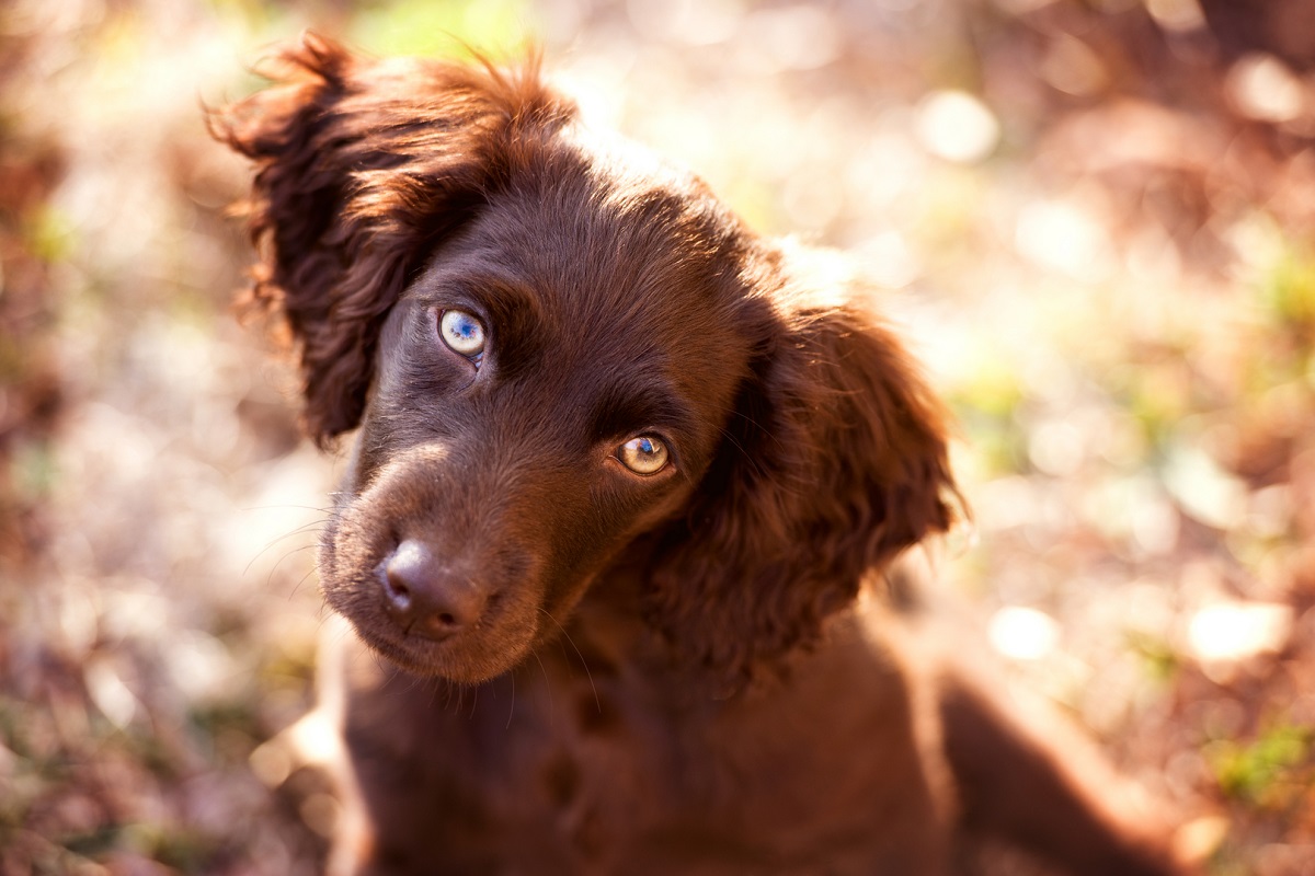 Boykin Spaniel cane