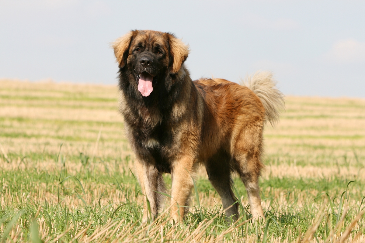 Leonberger cane