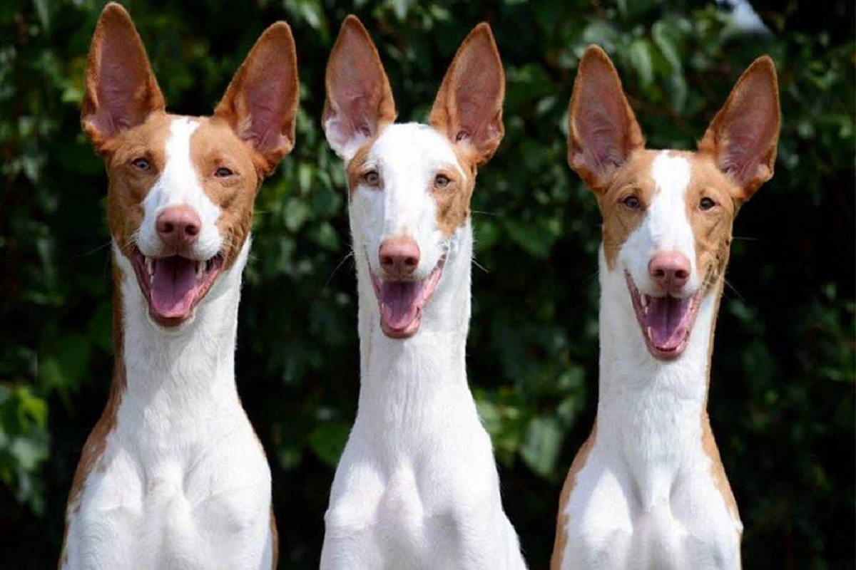 Podenco Ibicenco cane