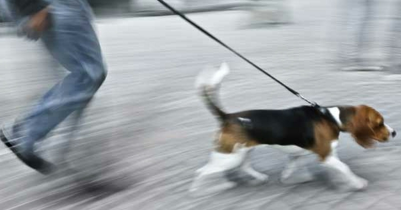 Come insegnare al tuo cane a camminarti a fianco e a smettere di tirare al guinzaglio!