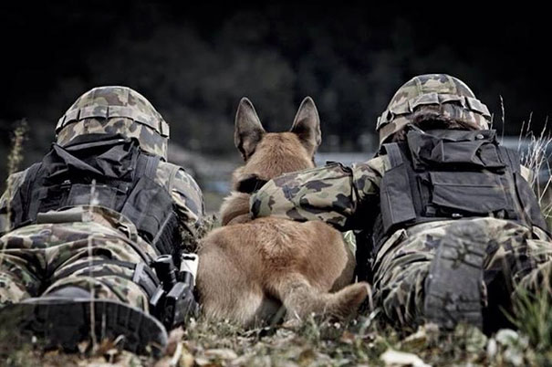 service-dogs-loyalty-military-police-1-58b039ee51170__605