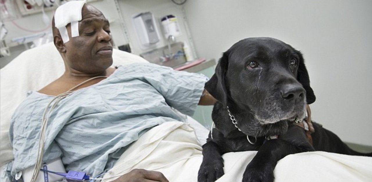 Dopo aver visto queste foto non vorrete più un cane in casa