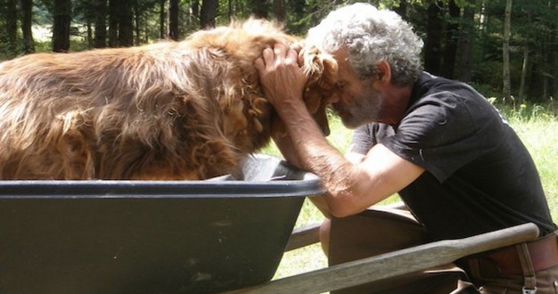 Per salvare i cani anziani una coppia fonda un santuario, ma quando lei muore…