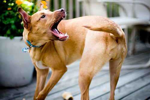 5 segni per capire se il tuo cane è annoiato