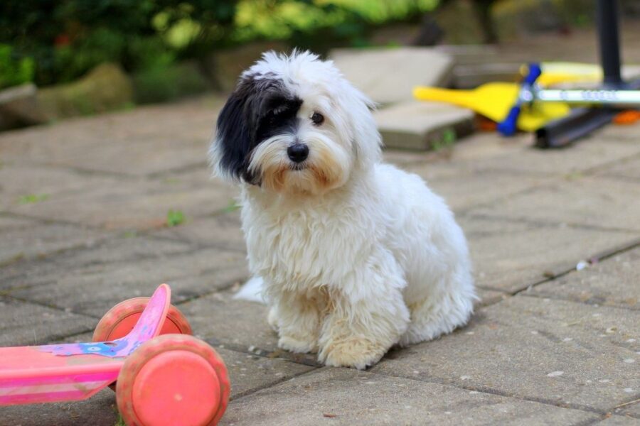 cane con i suoi giocattoli