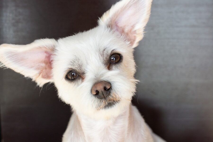 cagnolino bianco