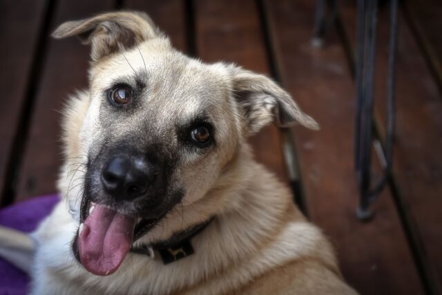 Come si fa a migliorare l’odore del cane?