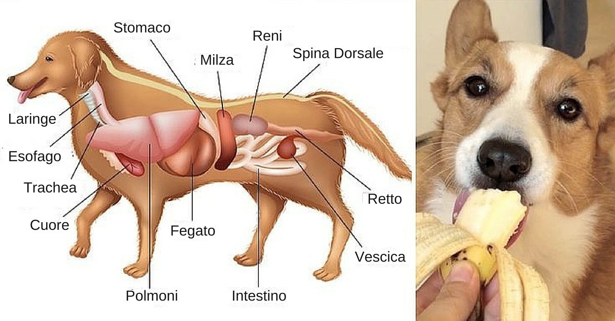 Ecco i 19 alimenti più sani da dare al tuo cane e quali invece devi assolutamente evitare