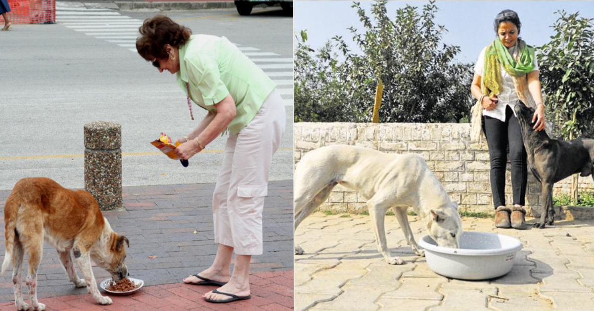 Chi dà da mangiare a un cane randagio e viene morso, diventa responsabile penalmente e civilmente dell’animale!