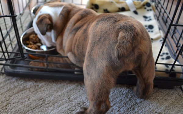 Cane con culetto all'insù