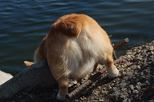 Cane con culetto in aria