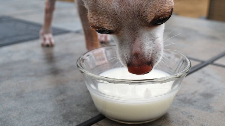 Cane e latte