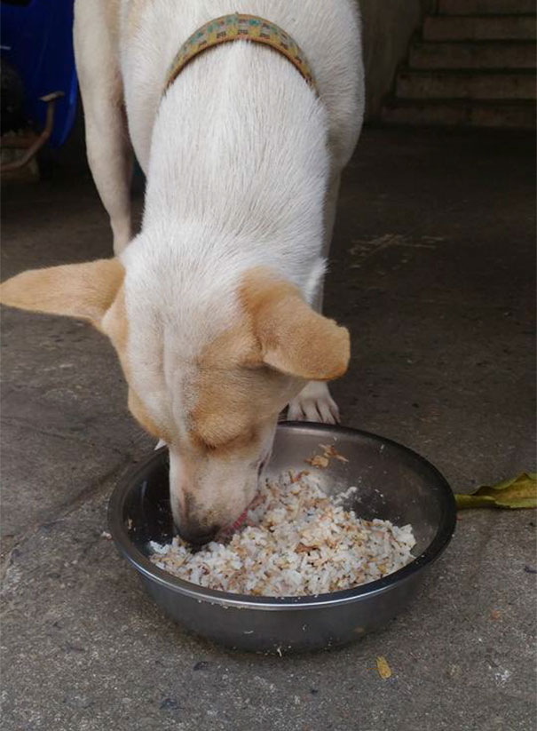 stray-dog-brings-gift-feeding-woman-thailand-4
