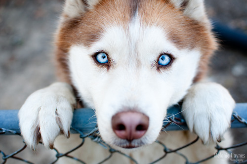 Ecco cosa pensa realmente di te il tuo cane. Attenzione, queste parole potrebbero commuovervi fino alle lacrime.