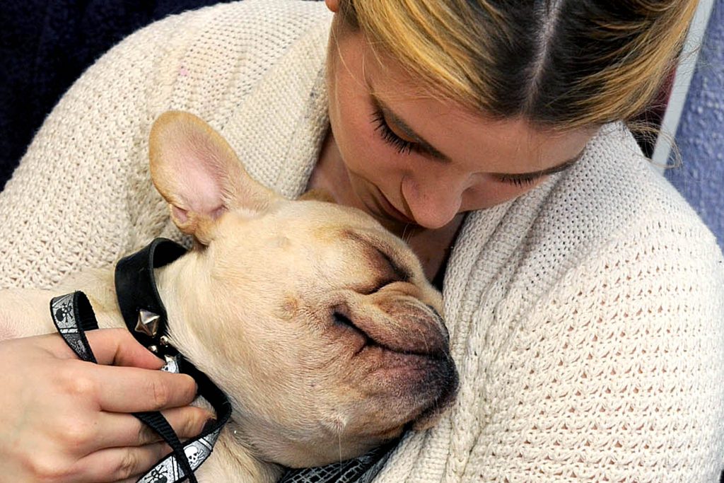 For Health Supplement: 11/09/13:Therapy Dog Class: New York - Winston, a French bulldog, gets a hug from his owner Kate Siller at a therapy dog class titled "Go Say Hi" at 75th & Paws on E. 75th St. The class, given by Michele Siegel, helps dog owners learn to share the bond between their dog with others. Photo by Helayne Seidman