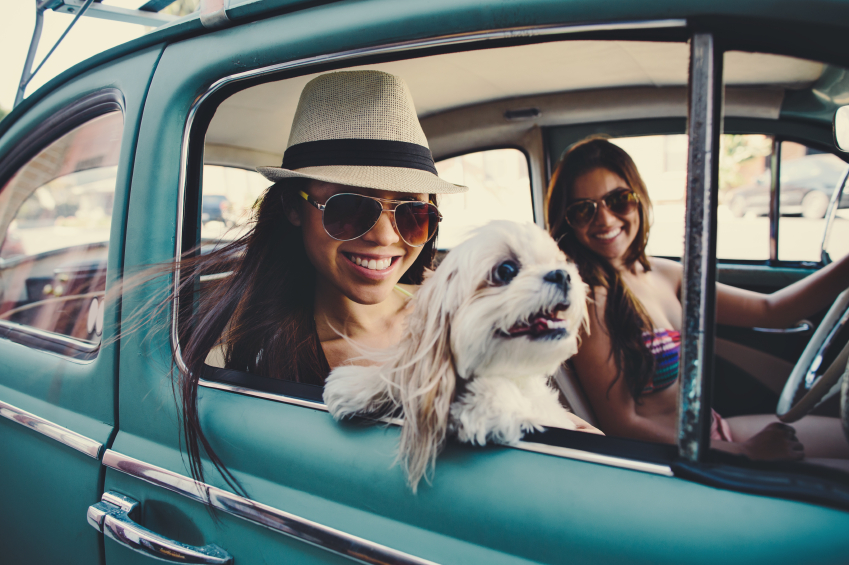 Quando i nostri cani viaggiano in macchina con noi: Cosa prevede il codice della strada?