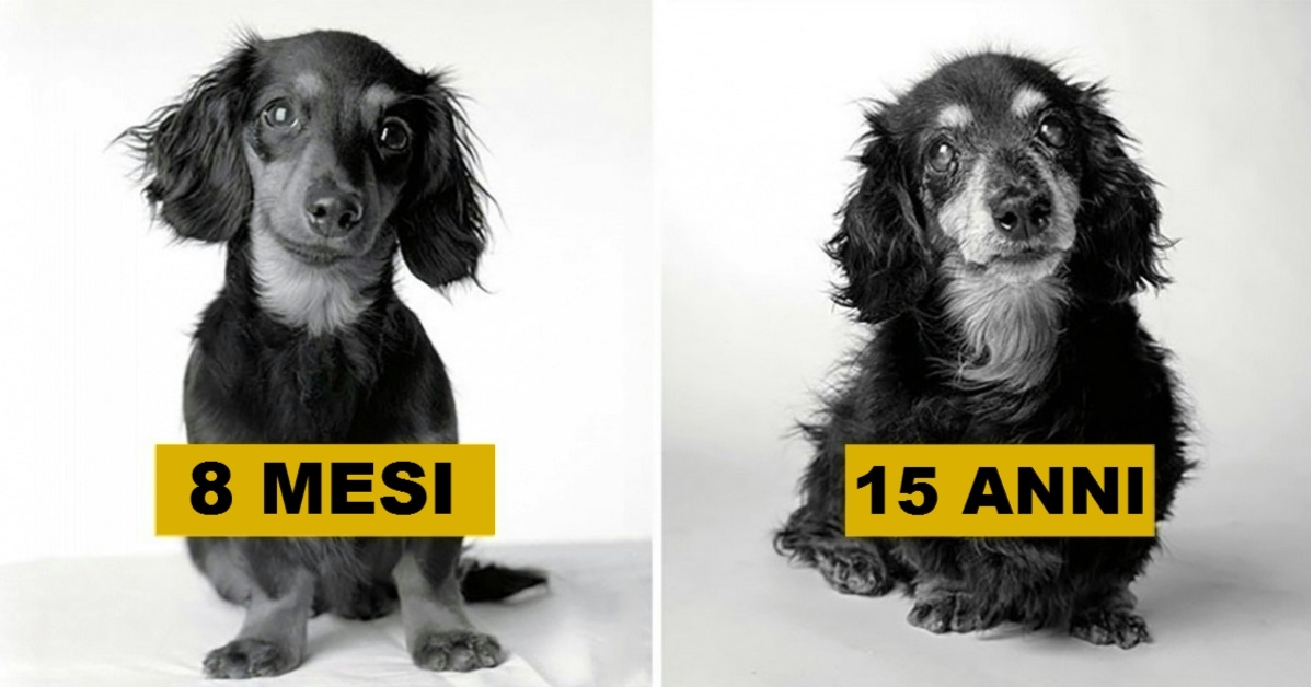 Come invecchiano i cani: Un progetto fotografico affascinante e molto profondo!