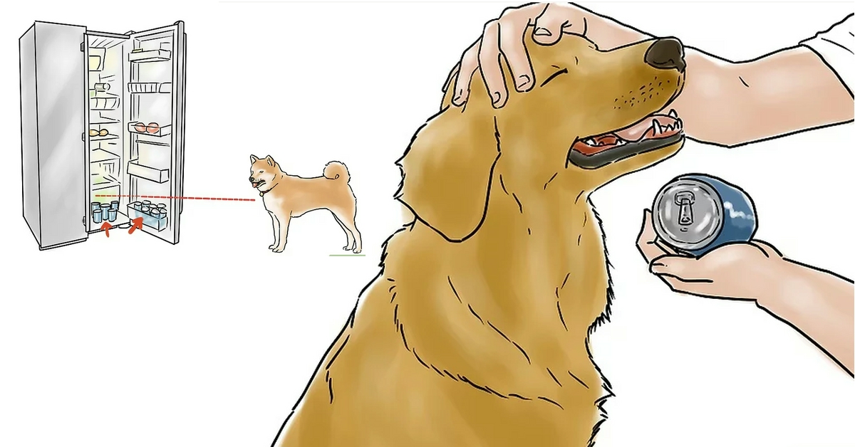 4 Modi per insegnare al tuo cane a prenderti una birra dal frigorifero!