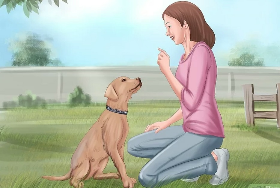4 modi per insegnare il comando “SEDUTO” al tuo cane!