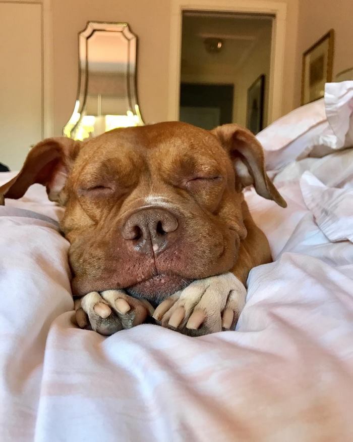 chained-rescue-pit-bull-enjoys-comfortable-beds-lola21