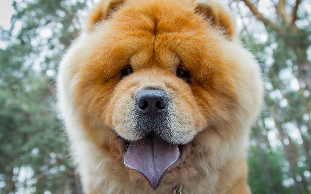 chow-chow_animali-pucciosi-4