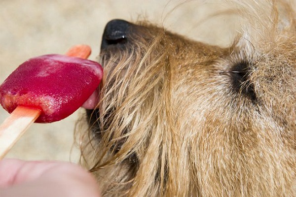 cane lecca ghiacciolo alla frutta