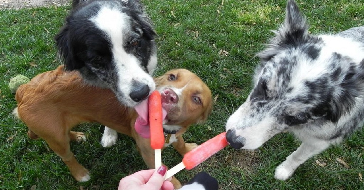 Gelato e ghiaccioli per cani: 10 ricette per prepararli in casa!