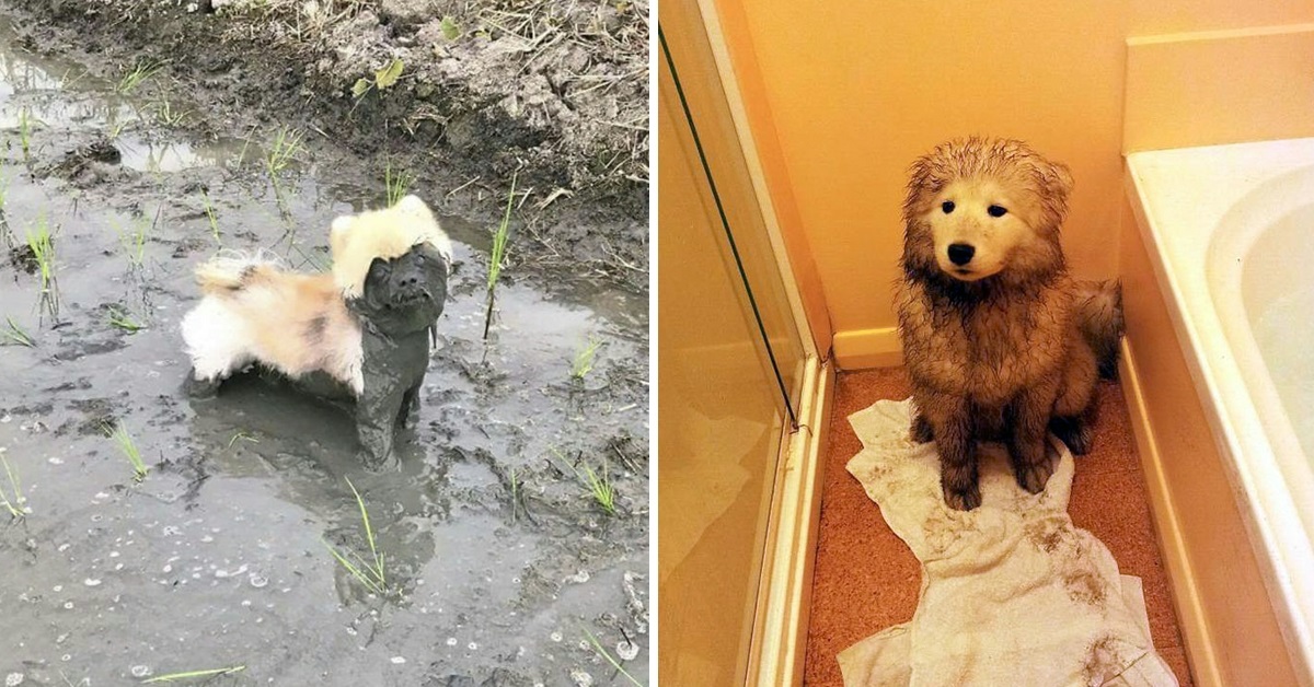 10 Ragioni per cui non dovresti mai lasciare il tuo cane giocare nel fango