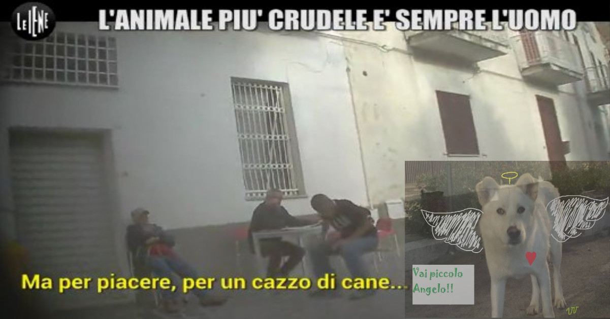 Condanna esemplare per gli assassini del cane Angelo: 4 condanne con il massimo della pena!