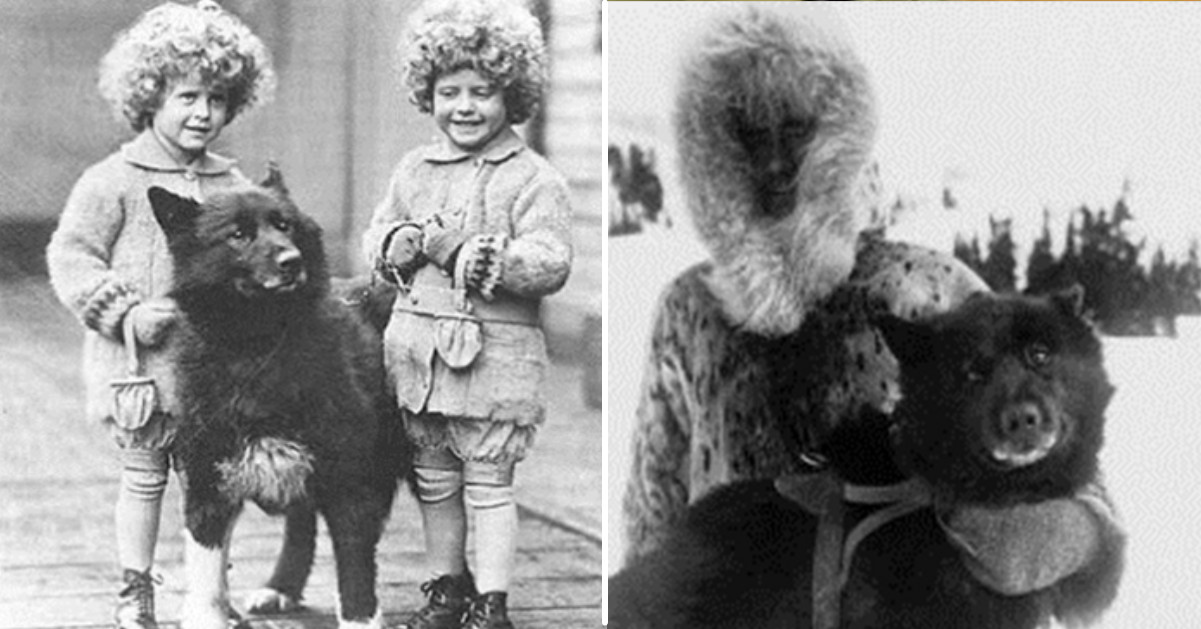 Ecco alcune foto molto rare di Balto, il cane che salvò un intero paese dalla difterite.
