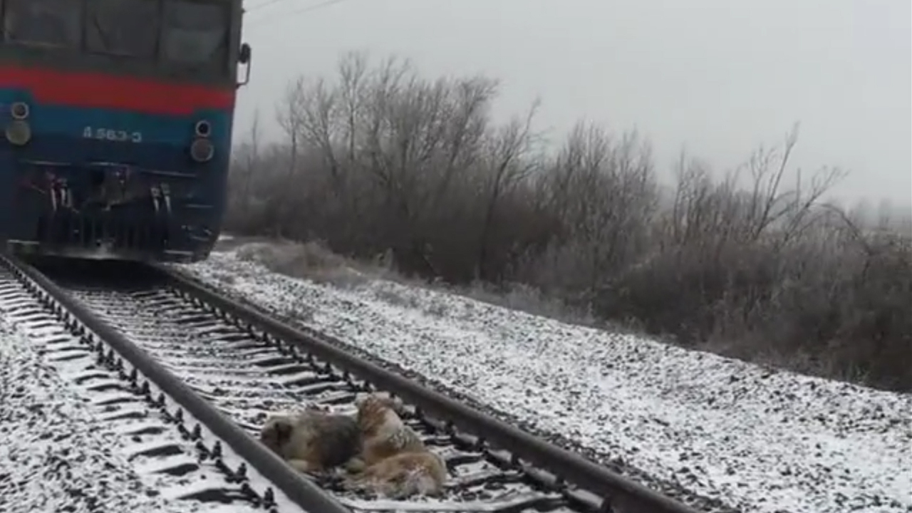 Un cane ferito si trova sulle rotaie e il treno sta arrivando, ma poi succede qualcosa di inaspettato!