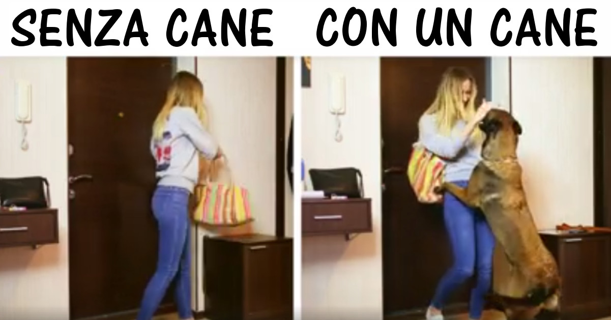 La vita con un cane vs. senza cane!