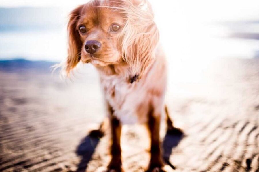 cane sotto il sole alto