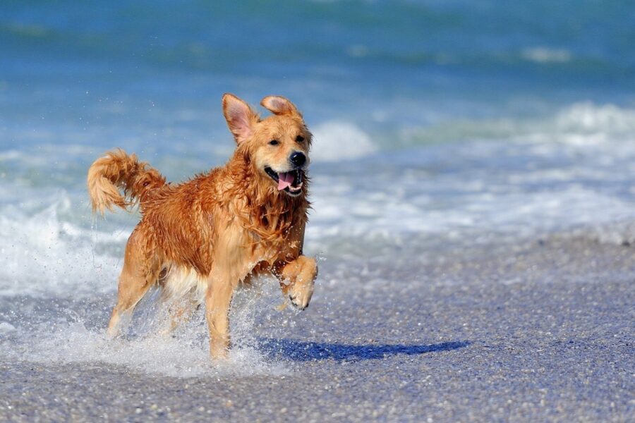 cane al mare