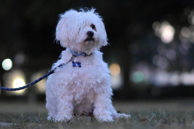 Follicolite canina: sintomi, cause e rimedi Follicolite canina: sintomi, cause e rimedi