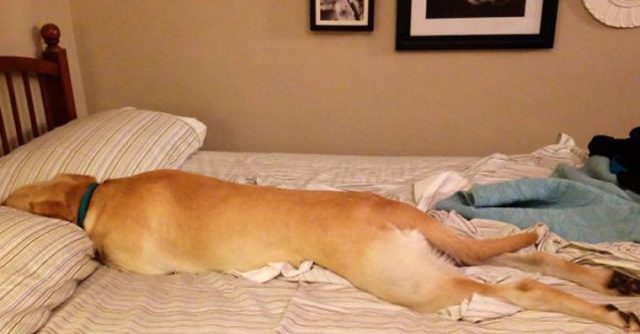 12 Simpatiche foto di cani che prima ti rubano il letto e poi anche il cuore!