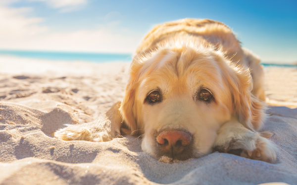 cane sulla spiaggia