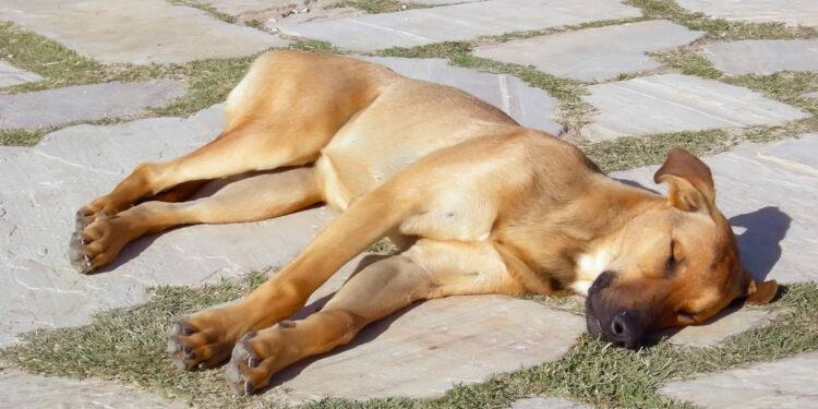 Cane accaldato disteso al sole