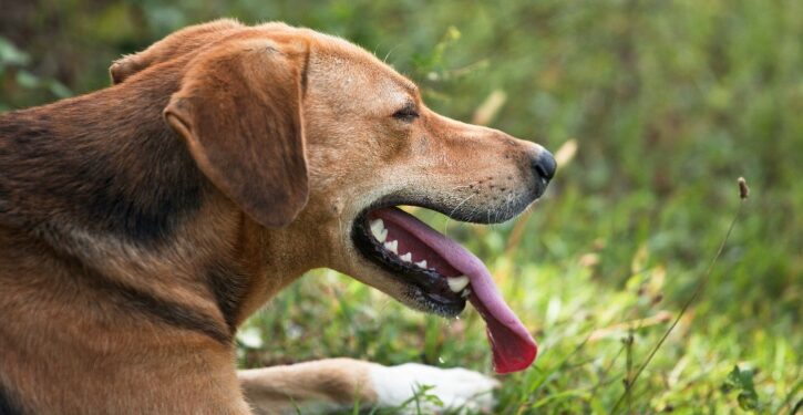 cane che sente caldo con lingua di fuori