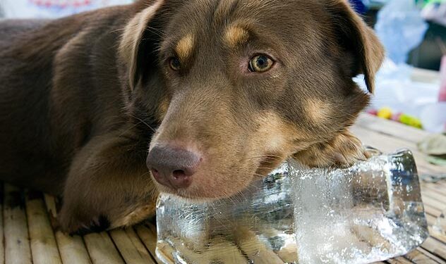 cane con cubetto di ghiaccio
