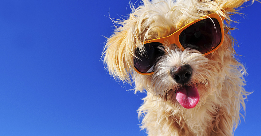 Cane con occhiali da sole e lingua di fuori