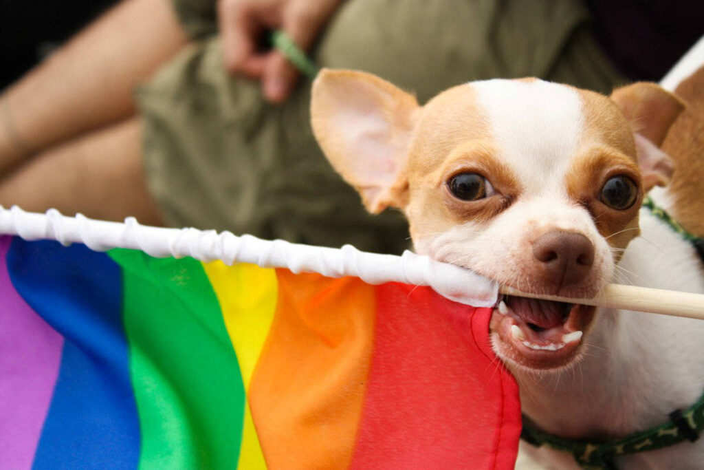 cane con bandiera pride