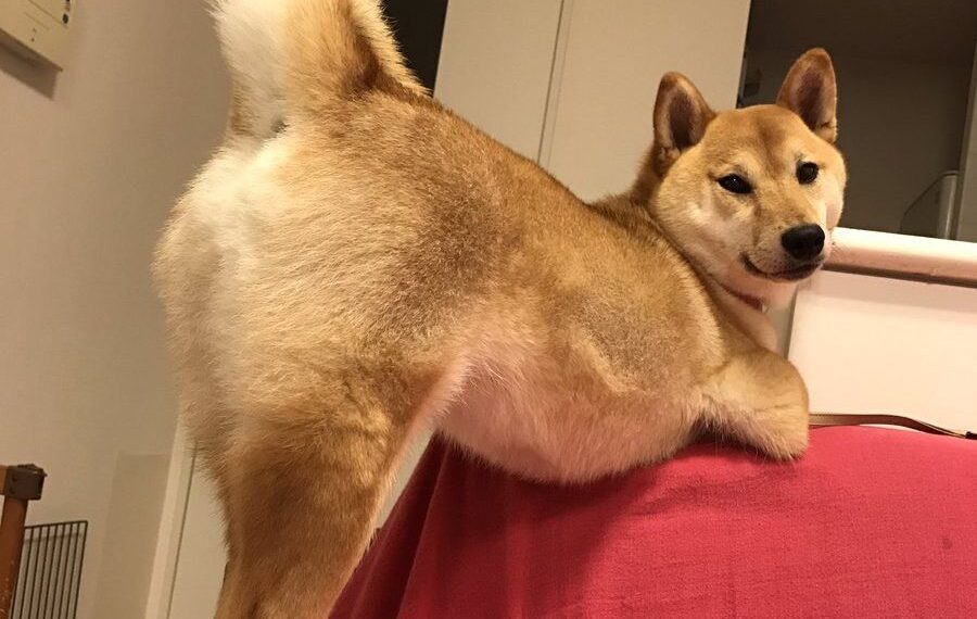 cane shiba con culetto all'aria