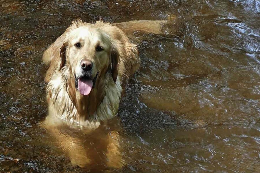 cane in acqua