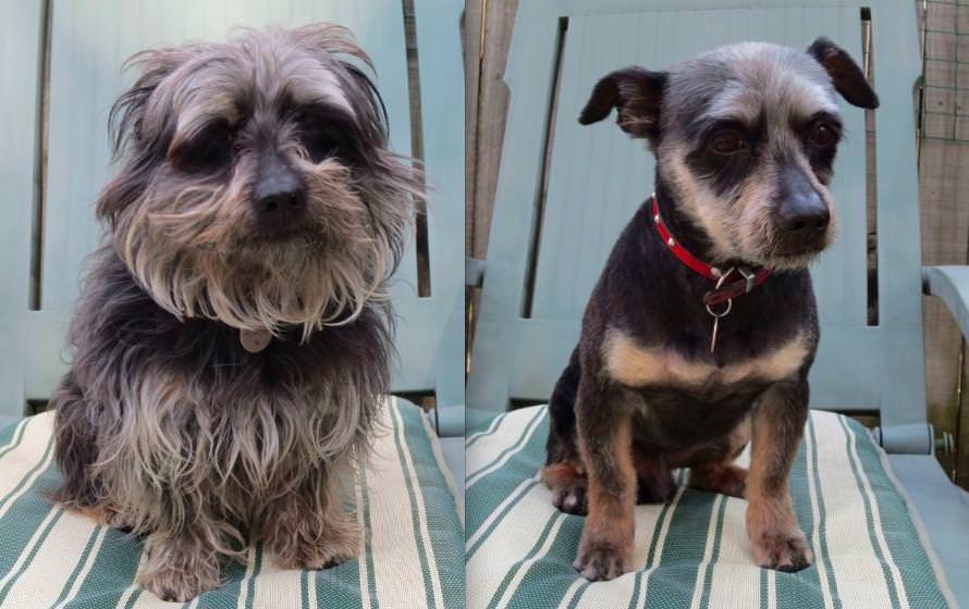 Ecco Perché Tosare Il Cane In Estate è Sbagliato