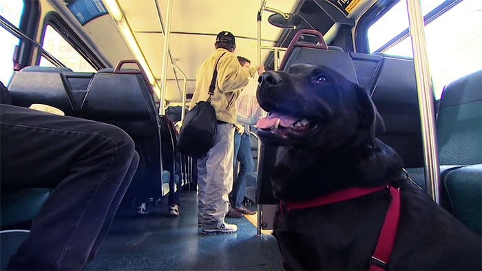 dog-rides-bus-seattle-eclipse-10-5948c8a87f62e__700