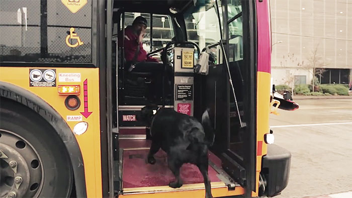 Ogni giorno questo cane prende lo stesso autobus da solo per andare nel suo posto preferito