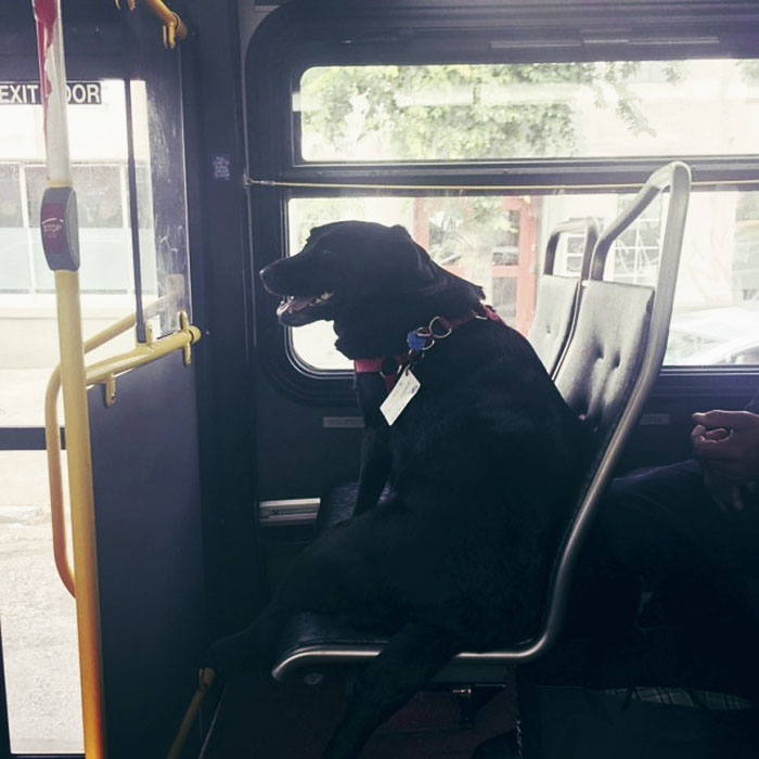 dog-rides-bus-seattle-eclipse-5948e1cee5c6f__700